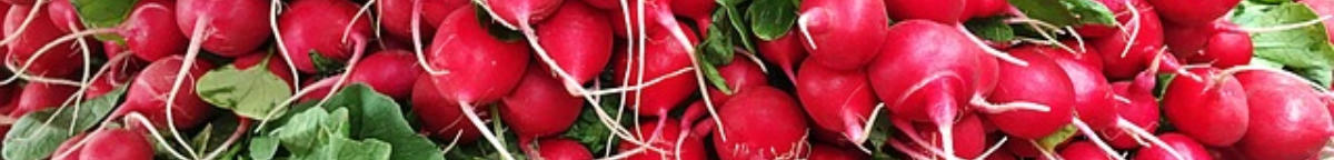 Radieschen, Erdverbundenheit natülrliche Ernährung