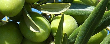 Oliven - natürliche Ernährung