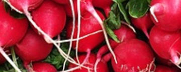 Radieschen, Erdverbundenheit natülrliche Ernährung